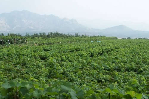 平度大澤山葡萄園區(qū)使用我司土壤肥料檢測(cè)儀對(duì)土壤進(jìn)行測(cè)土施肥